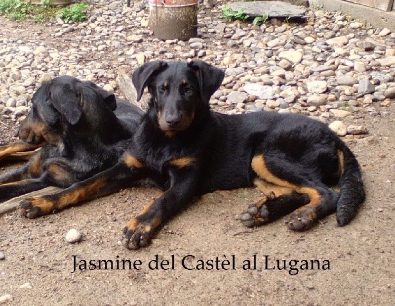 Jasmine del Castèl al Lugana