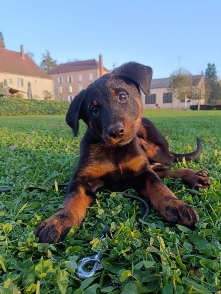 del Castèl al Lugana - Chiot disponible  - Berger de Beauce