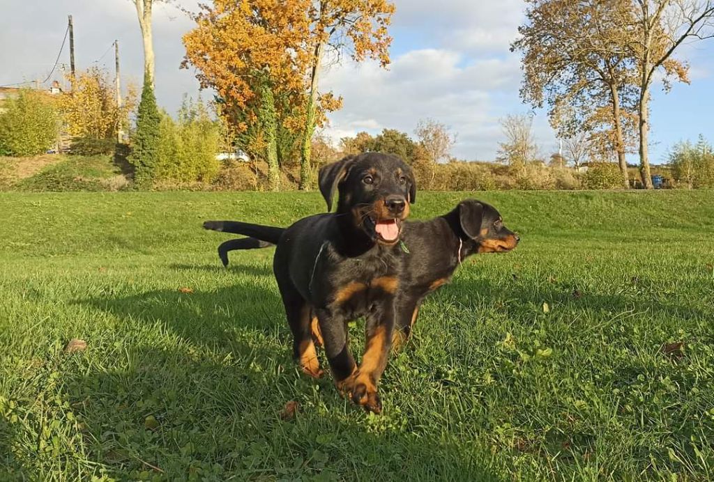 chiot Berger de Beauce del Castèl al Lugana