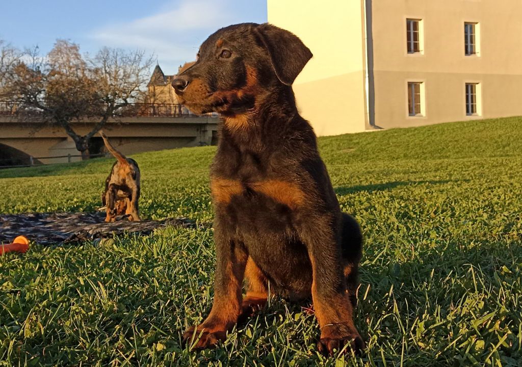 del Castèl al Lugana - Chiot disponible  - Berger de Beauce