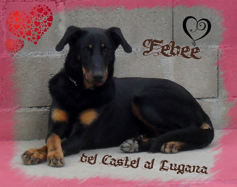 Febee del Castèl al Lugana