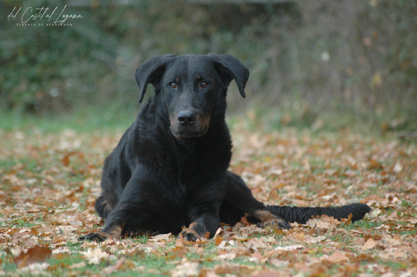 Roxane Des Gardiens De Provence