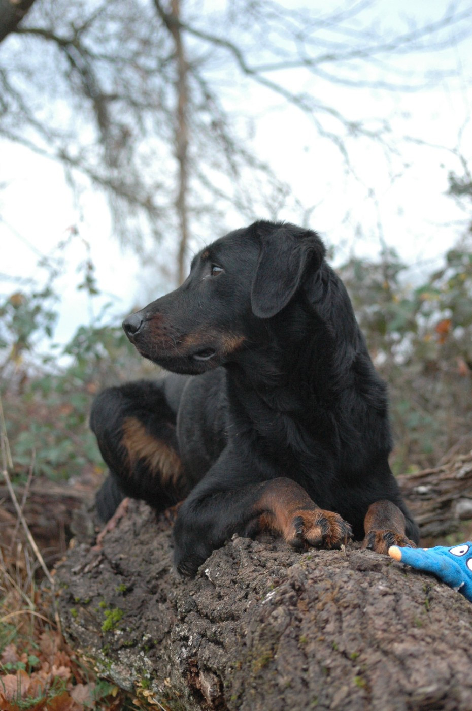Umaya del Castèl al Lugana