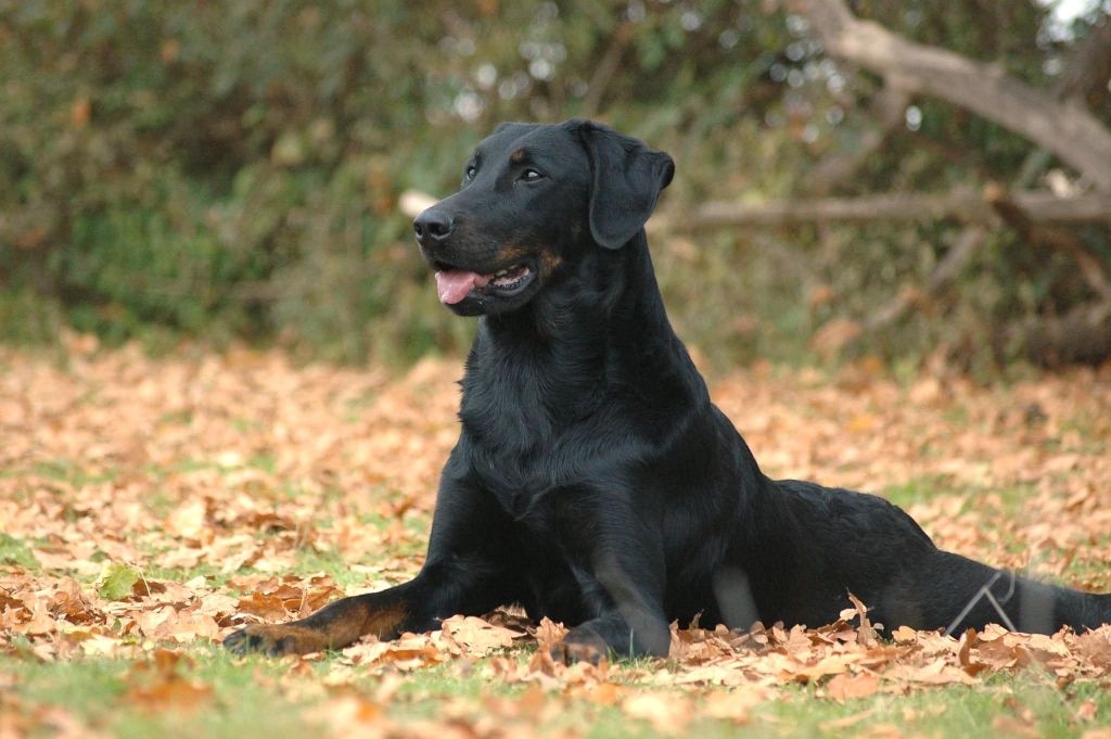 Umaya del Castèl al Lugana