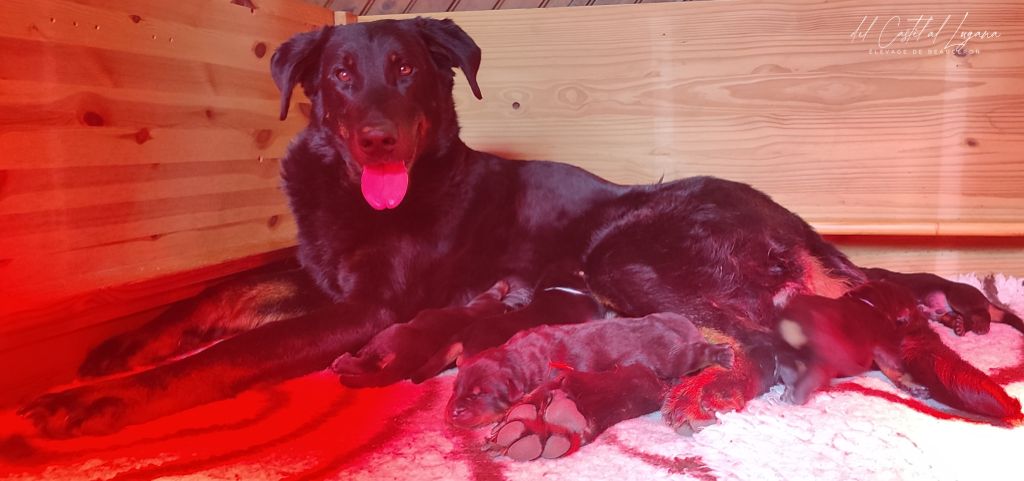 Les chiots sont nés !!!