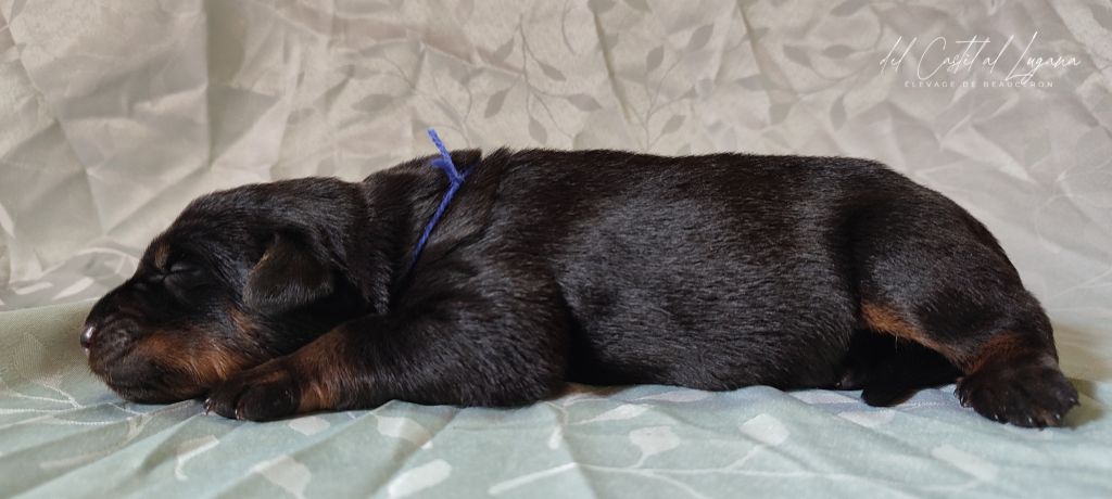 del Castèl al Lugana - Chiots disponibles - Berger de Beauce