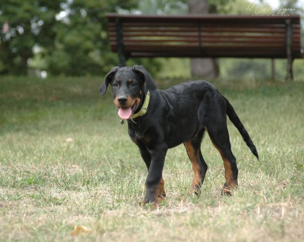 del Castèl al Lugana - Chiots disponibles - Berger de Beauce
