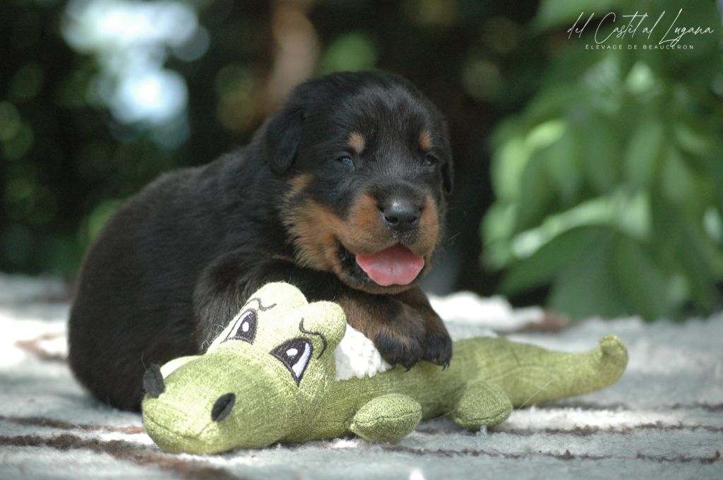 del Castèl al Lugana - Chiots disponibles - Berger de Beauce