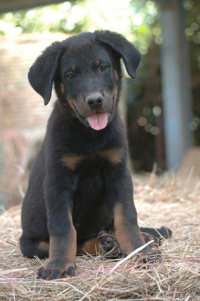 del Castèl al Lugana - Chiots disponibles - Berger de Beauce