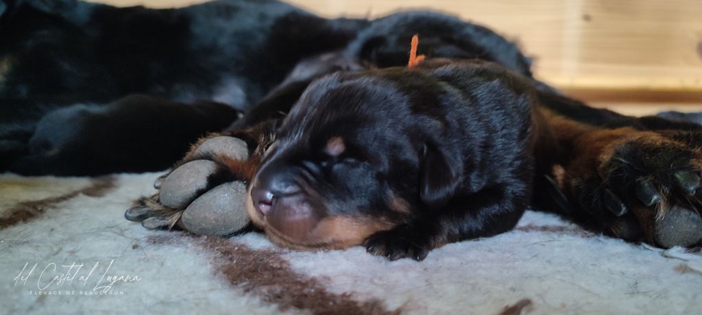 del Castèl al Lugana - Chiots disponibles - Berger de Beauce