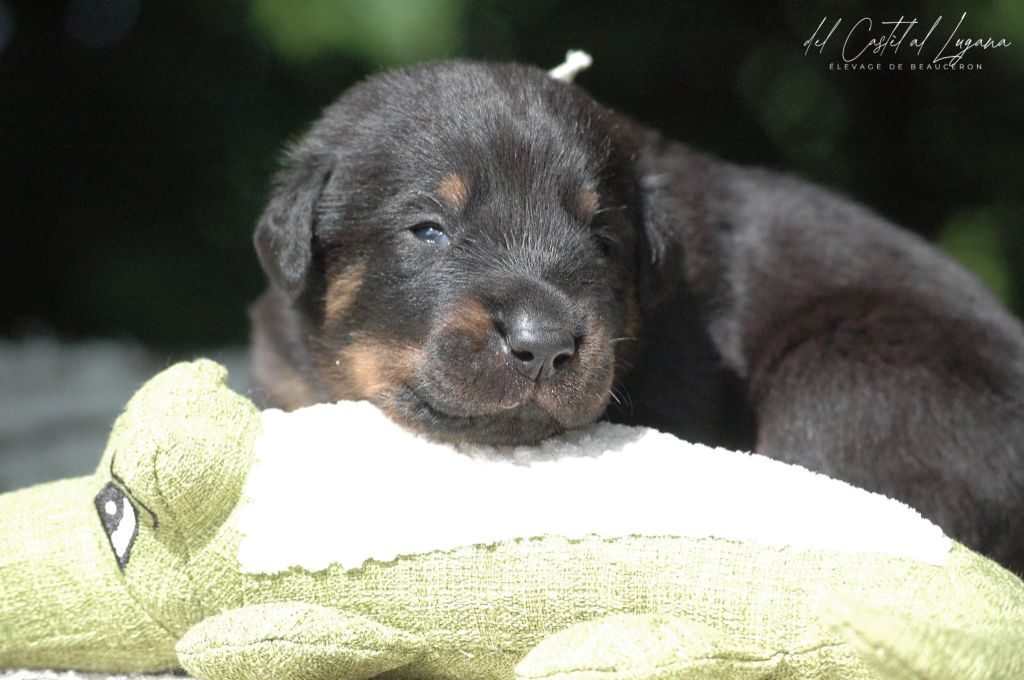 del Castèl al Lugana - Chiots disponibles - Berger de Beauce