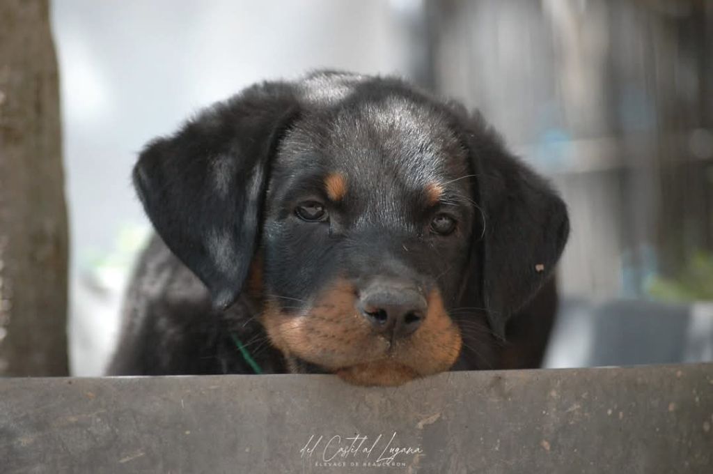 del Castèl al Lugana - Chiots disponibles - Berger de Beauce