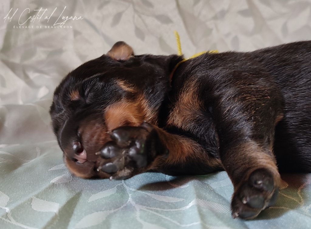 del Castèl al Lugana - Chiots disponibles - Berger de Beauce