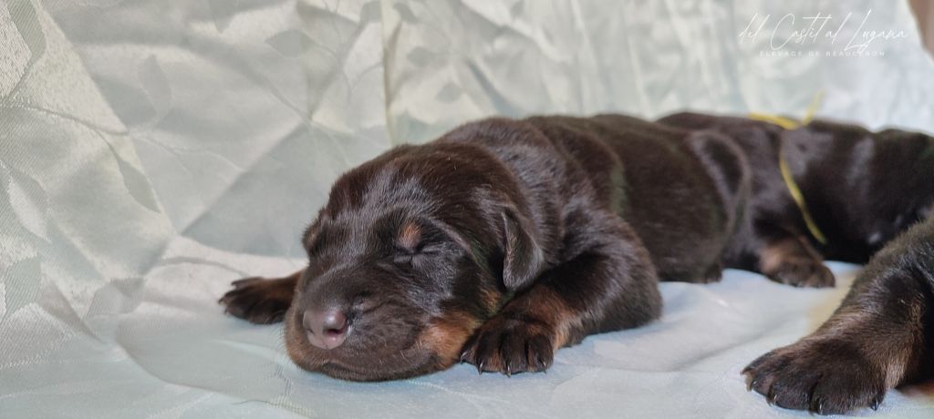 del Castèl al Lugana - Chiots disponibles - Berger de Beauce