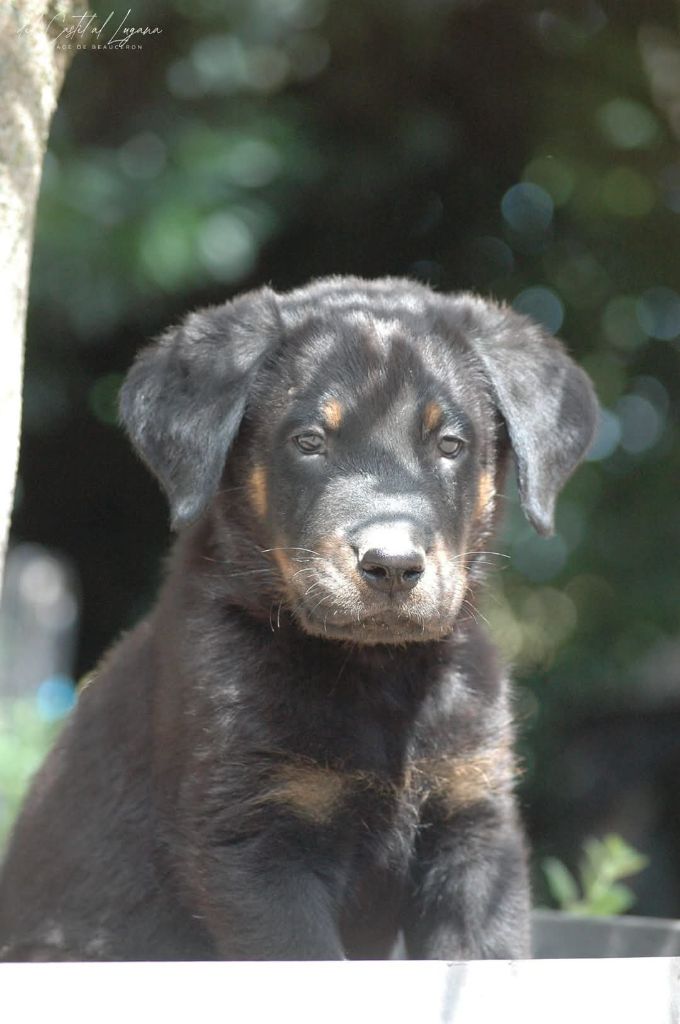 del Castèl al Lugana - Chiots disponibles - Berger de Beauce