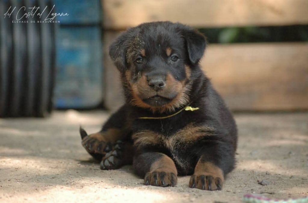 del Castèl al Lugana - Chiots disponibles - Berger de Beauce