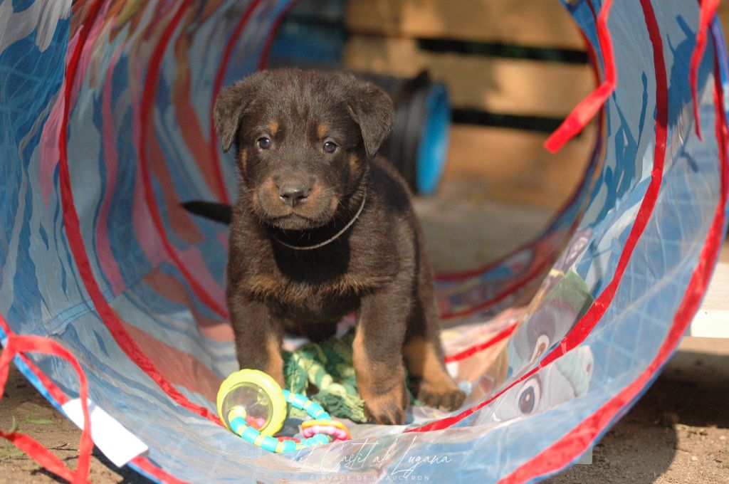 del Castèl al Lugana - Chiots disponibles - Berger de Beauce