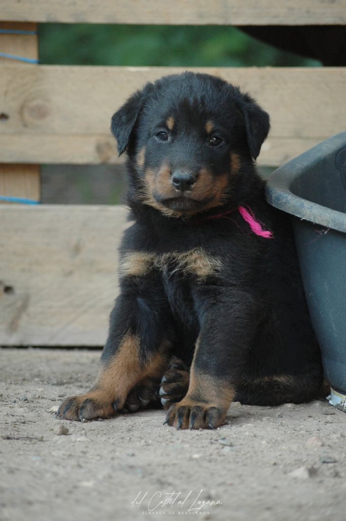 del Castèl al Lugana - Chiots disponibles - Berger de Beauce