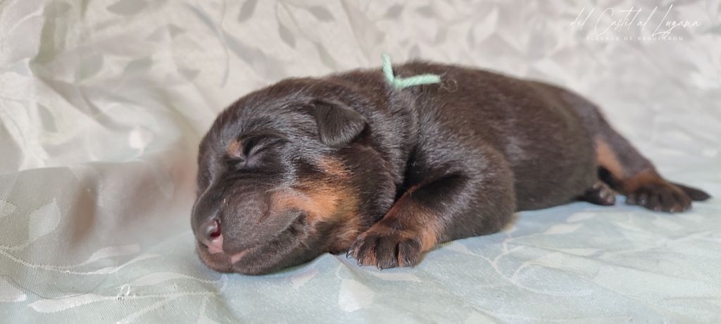del Castèl al Lugana - Chiots disponibles - Berger de Beauce