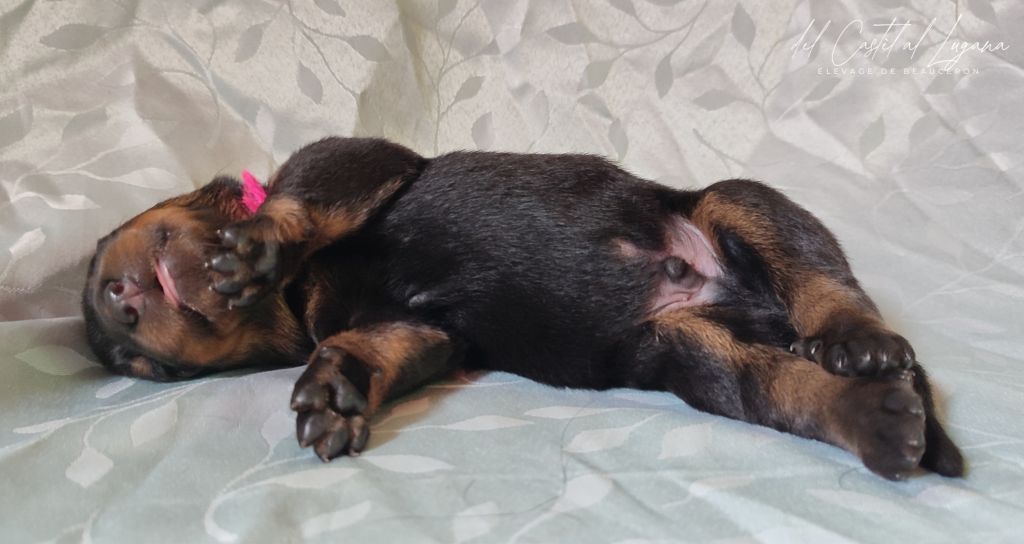 del Castèl al Lugana - Chiots disponibles - Berger de Beauce