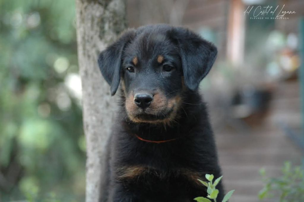 del Castèl al Lugana - Chiots disponibles - Berger de Beauce