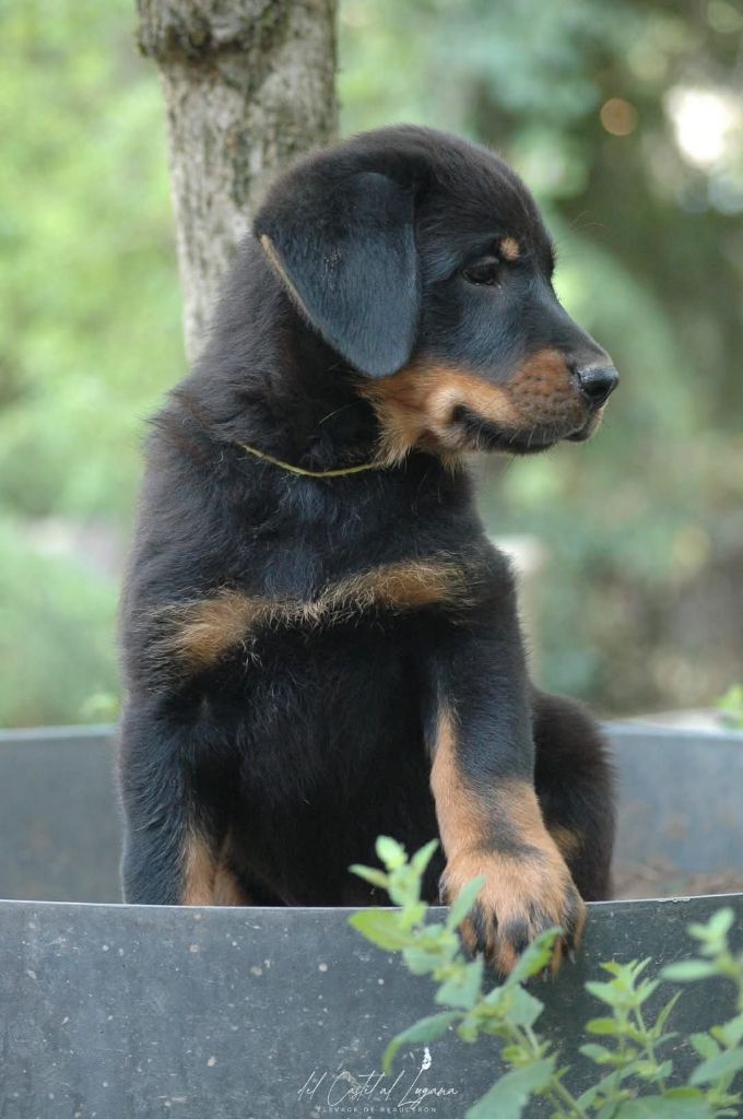 del Castèl al Lugana - Chiots disponibles - Berger de Beauce