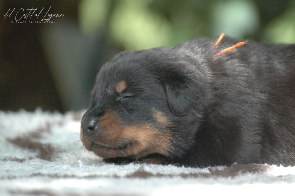 del Castèl al Lugana - Chiots disponibles - Berger de Beauce