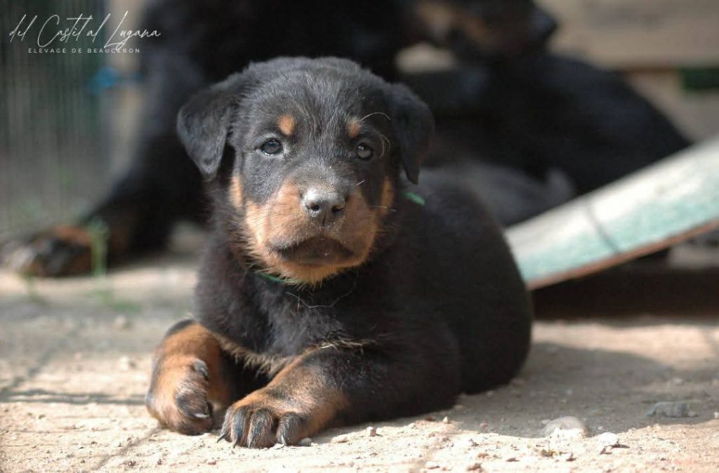del Castèl al Lugana - Chiots disponibles - Berger de Beauce